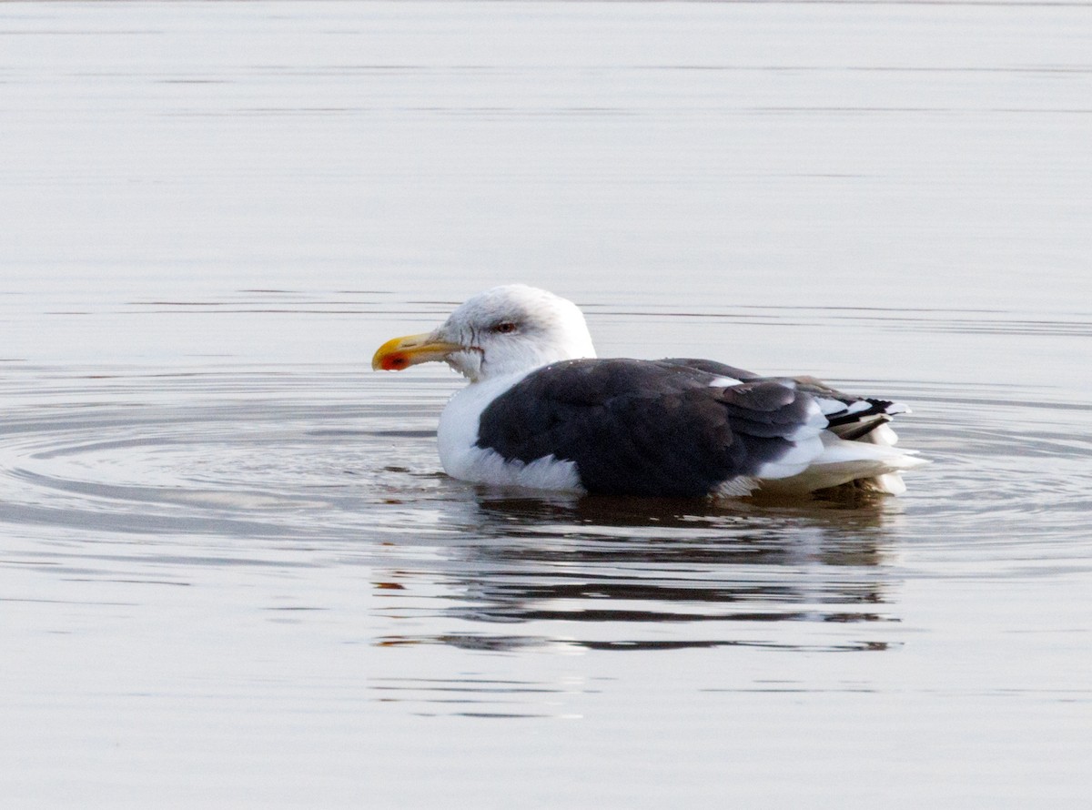 Great Black-backed Gull - Michel Laquerre