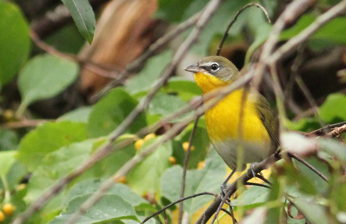 Yellow-breasted Chat - ML61066901