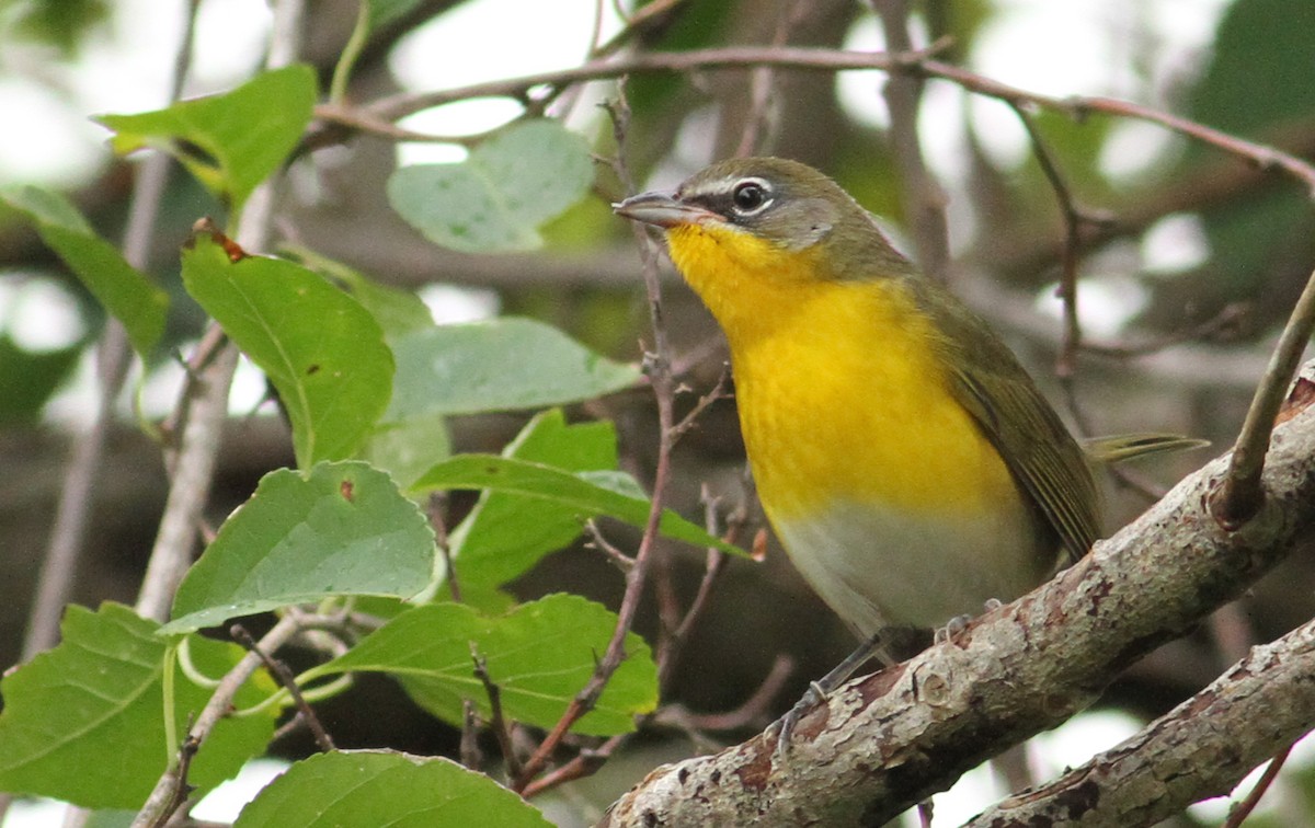 Yellow-breasted Chat - ML61066911