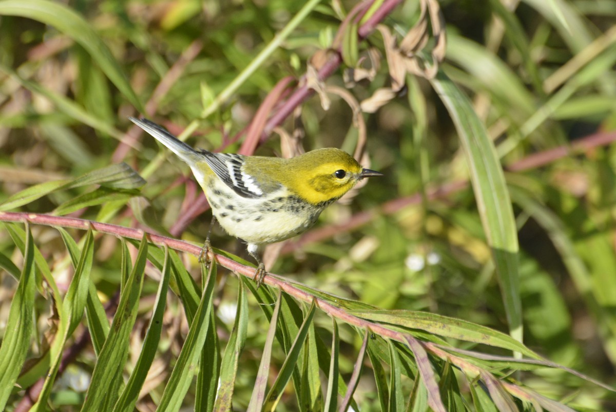 Black-throated Green Warbler - Geoff Carpentier
