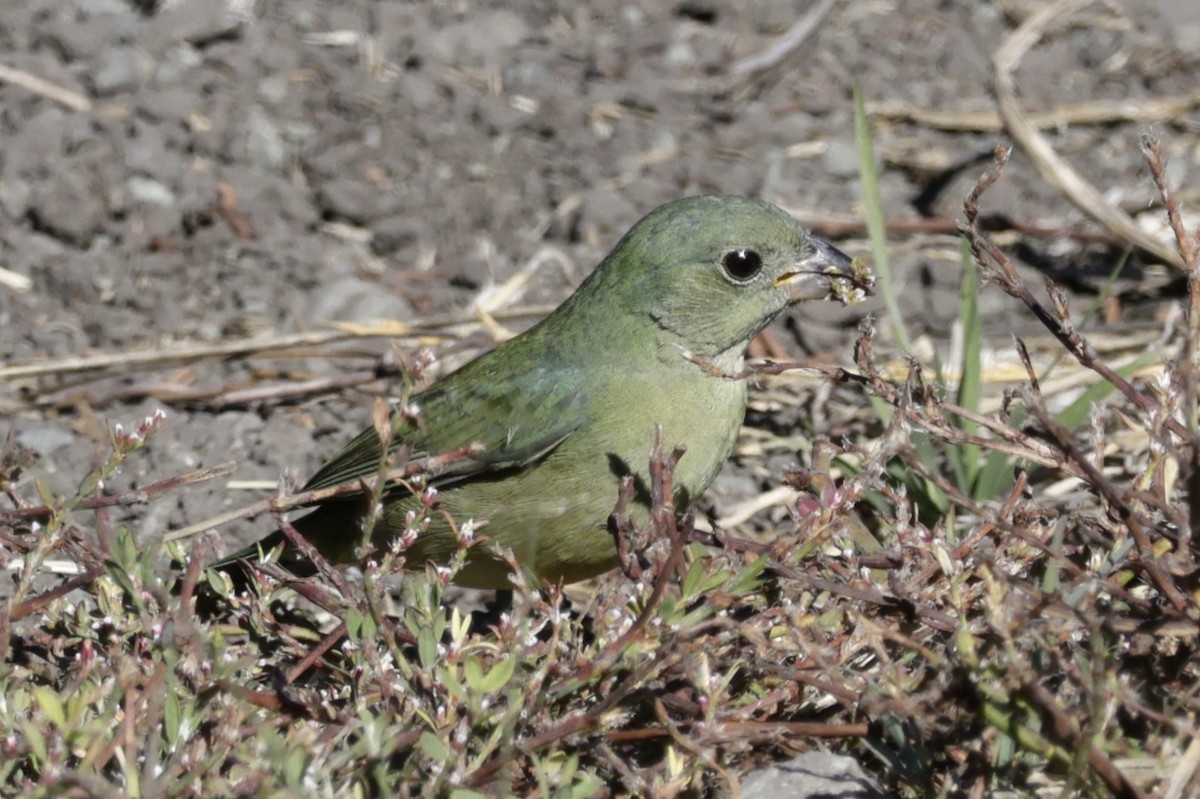 Ebird Checklist - 2 Nov 2023 - Islay Creek Campground--montana De Oro 