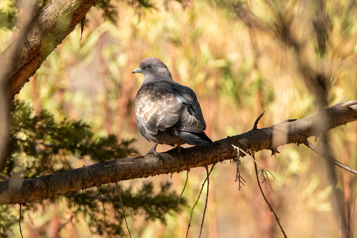 Spot-winged Pigeon - Carlos Alberto Justiniano Parada