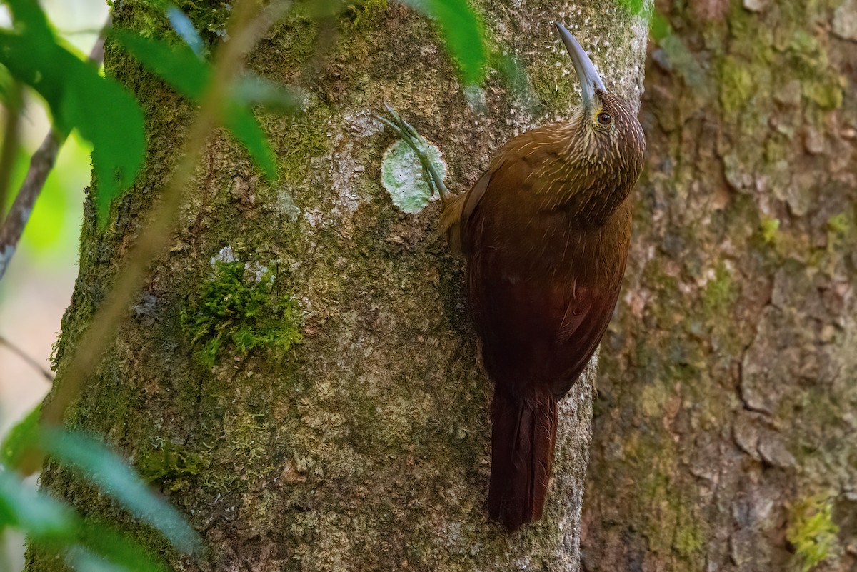 Strong-billed Woodcreeper - ML610669613