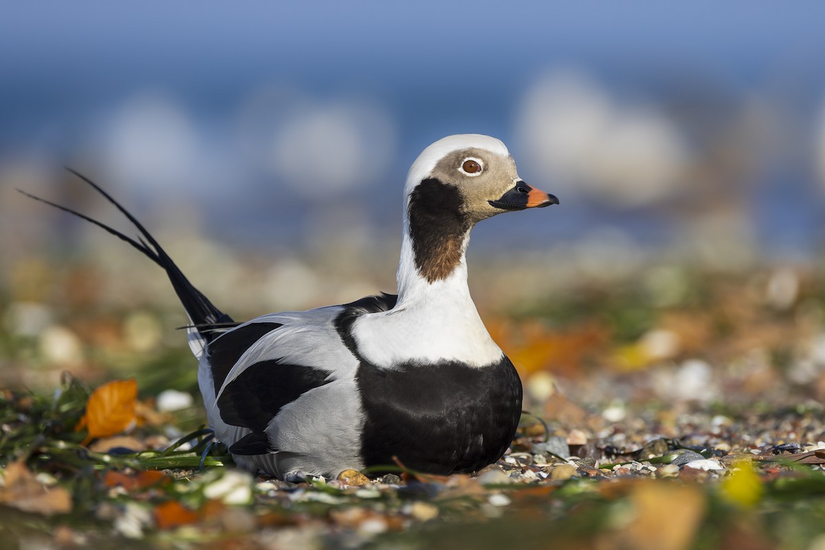 Long-tailed Duck - ML610670371