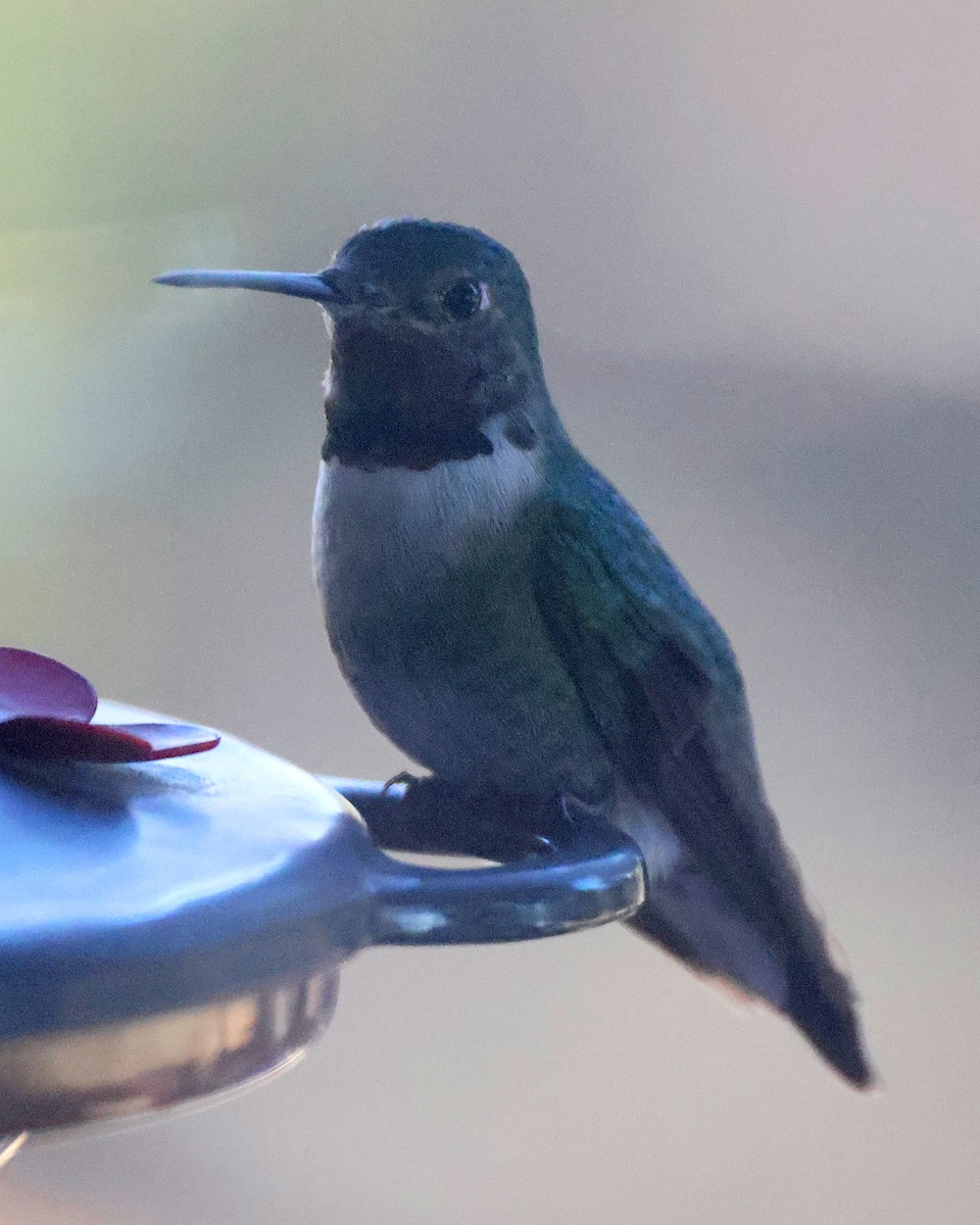 Broad-tailed Hummingbird - Jonathan Dowell