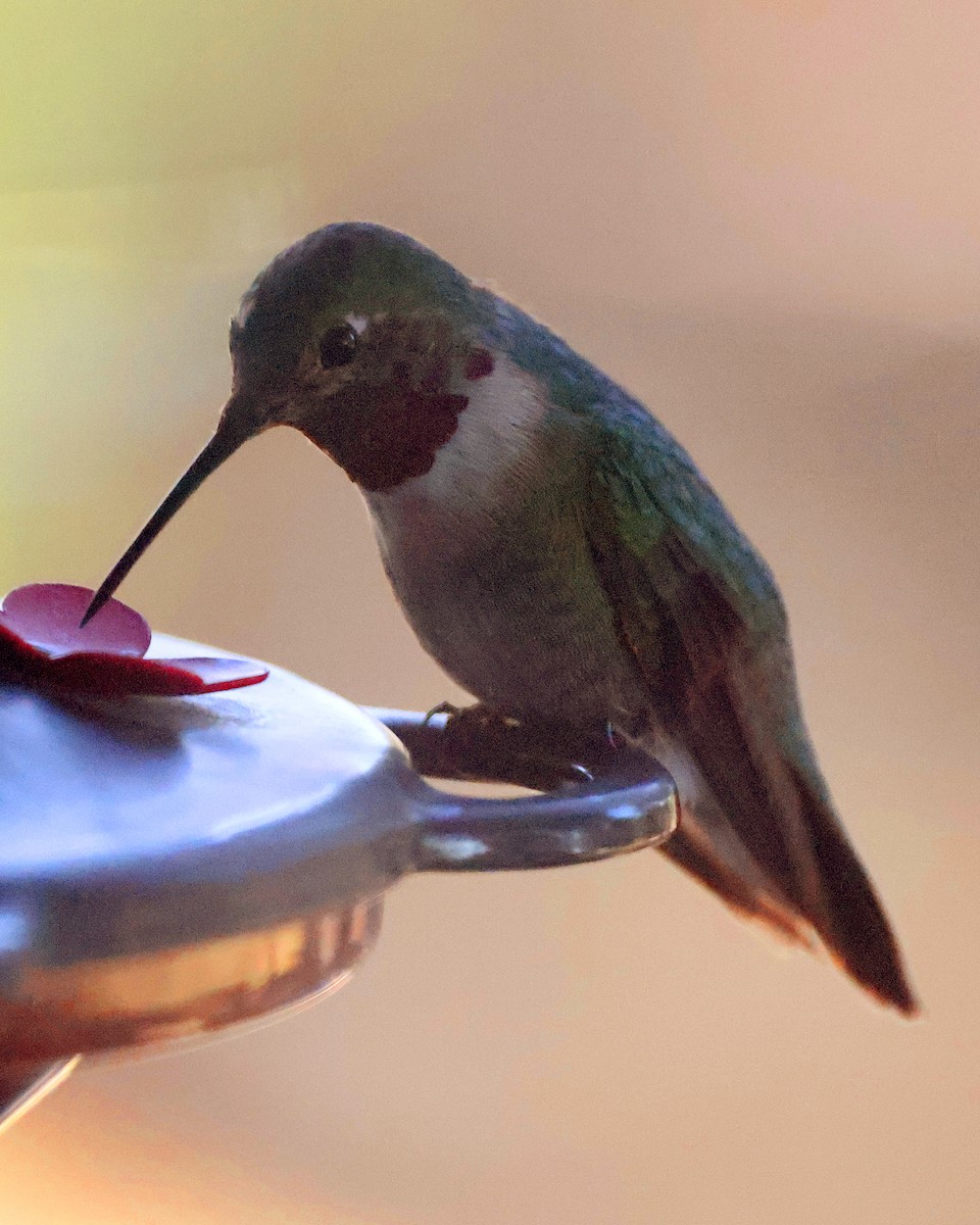 Broad-tailed Hummingbird - ML610670899