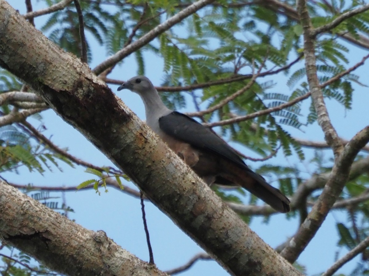 Micronesian Imperial-Pigeon - ML610671125