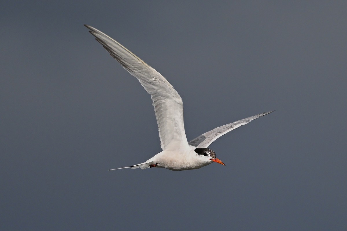 Common Tern - ML610671979