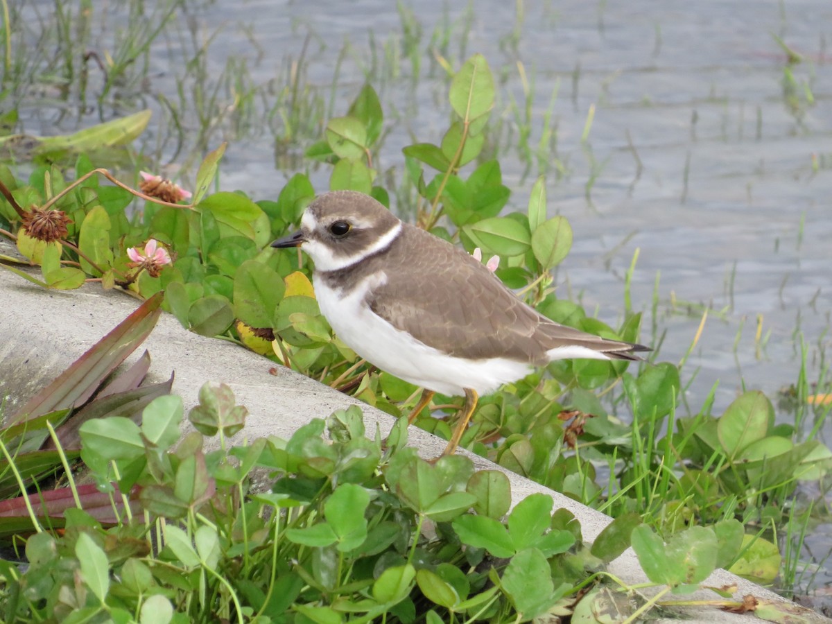 Semipalmated Plover - ML610672116