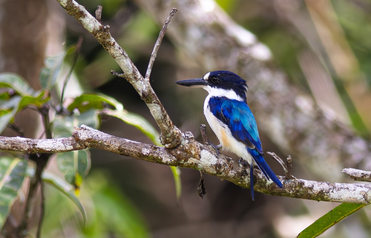 Forest Kingfisher - ML610672363