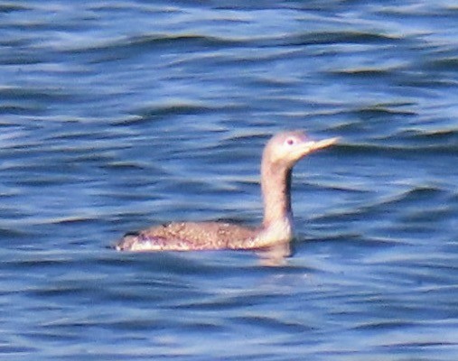 Red-throated Loon - ML610672784