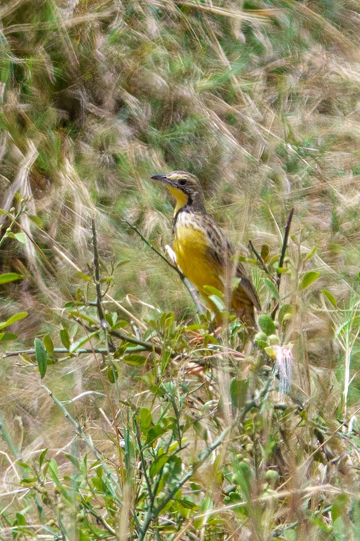 Yellow-throated Longclaw - Leslie Morgan