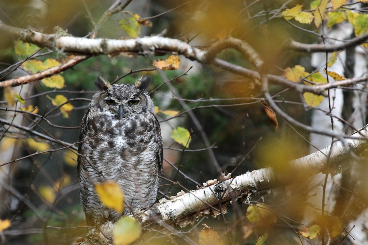 Great Horned Owl - ML610673691