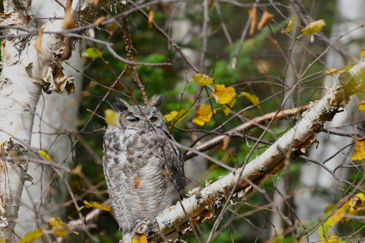 Great Horned Owl - ML610673692