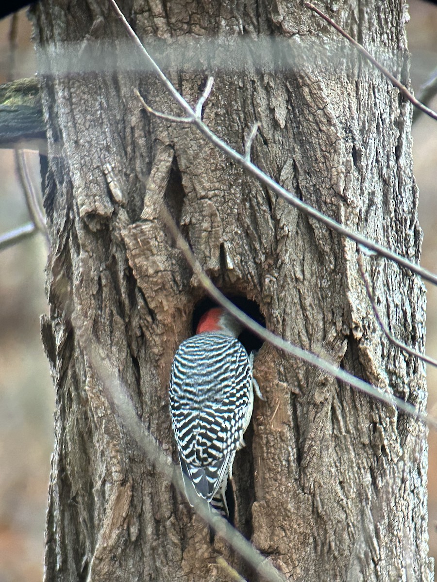 eBird Checklist - 2 Nov 2023 - Nantahala National Forest, Cullowhee US ...