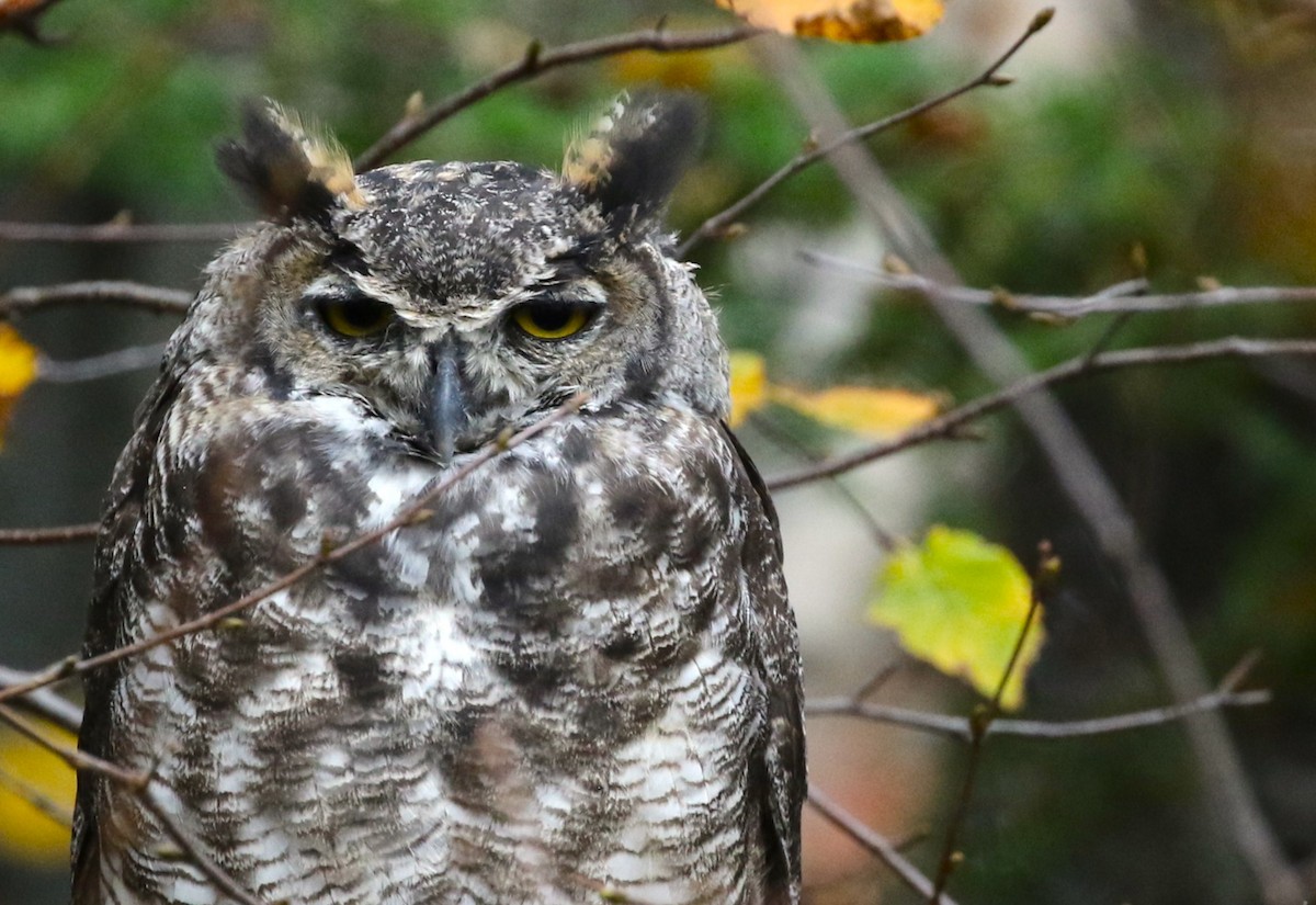Great Horned Owl - ML610673710