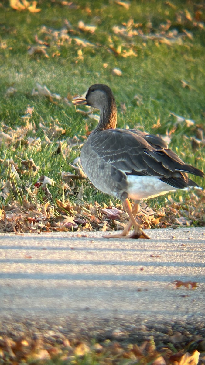 Greater White-fronted Goose - ML610673746