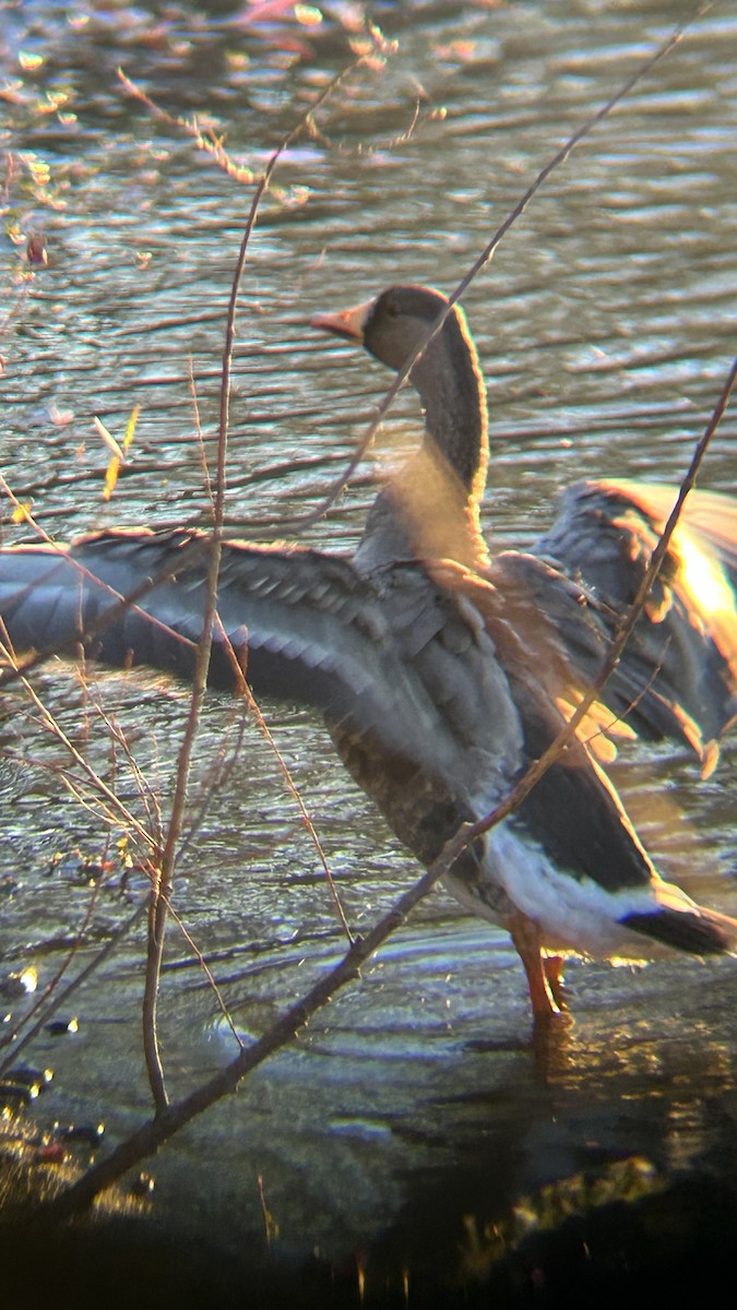 Greater White-fronted Goose - ML610673748