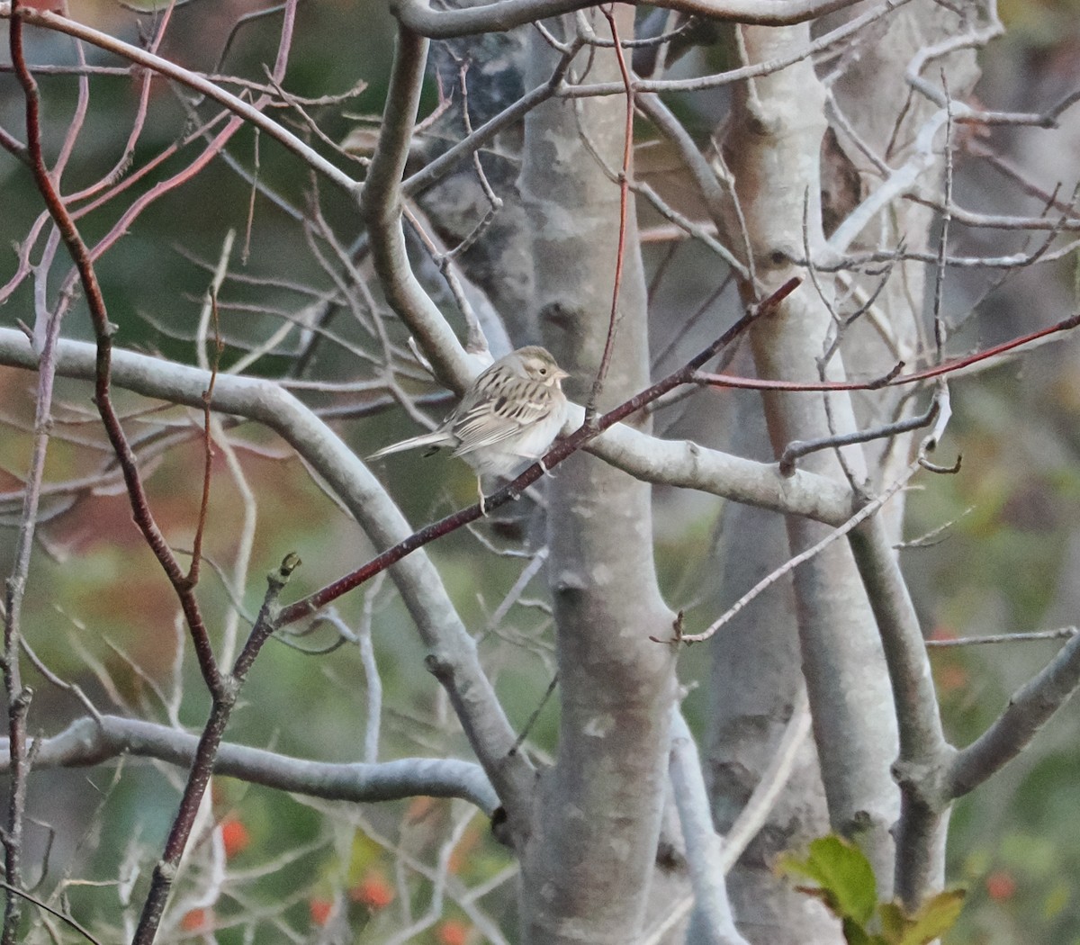 Clay-colored Sparrow - ML610673899