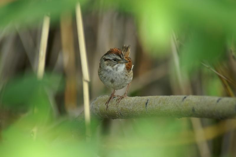 Swamp Sparrow - ML610674023