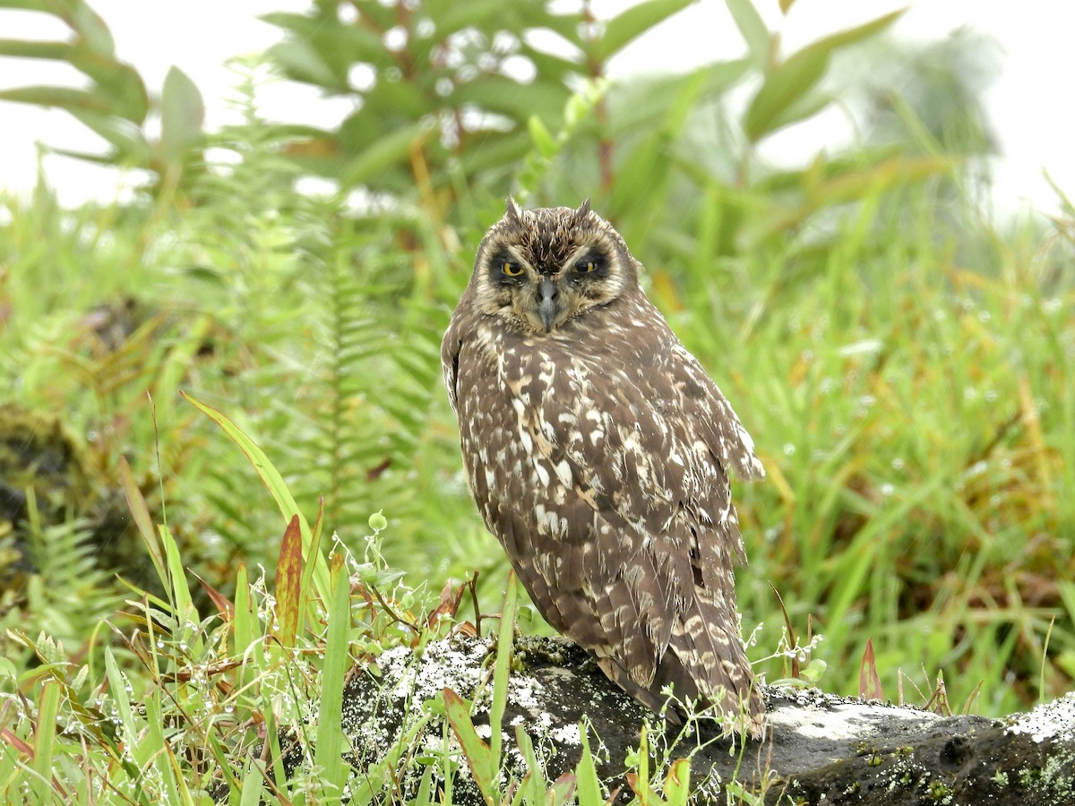 Short-eared Owl (Galapagos) - Alejandra Pons