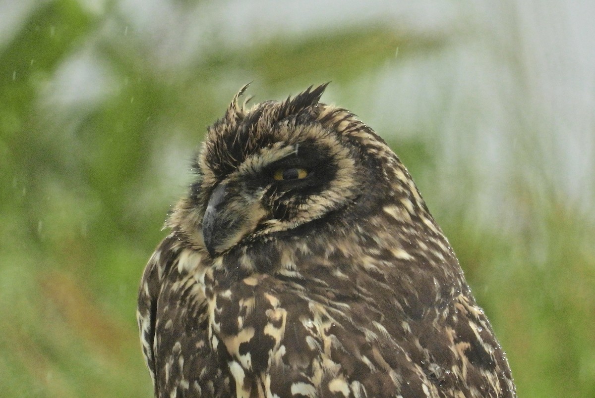 Short-eared Owl (Galapagos) - ML610674263