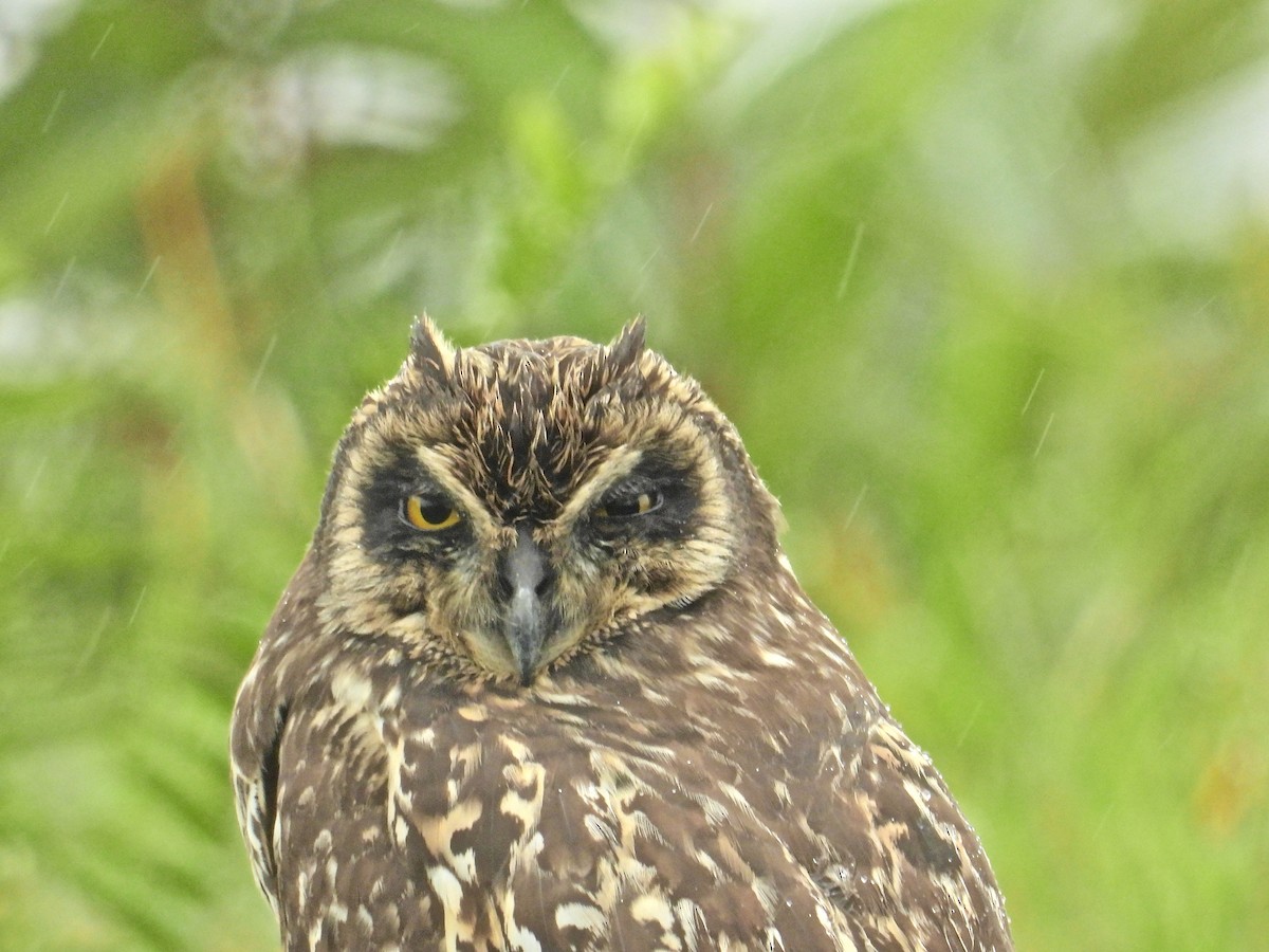 Short-eared Owl (Galapagos) - ML610674264