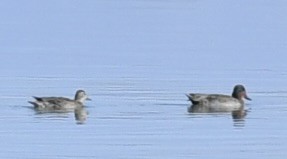 Green-winged Teal - ML610674439