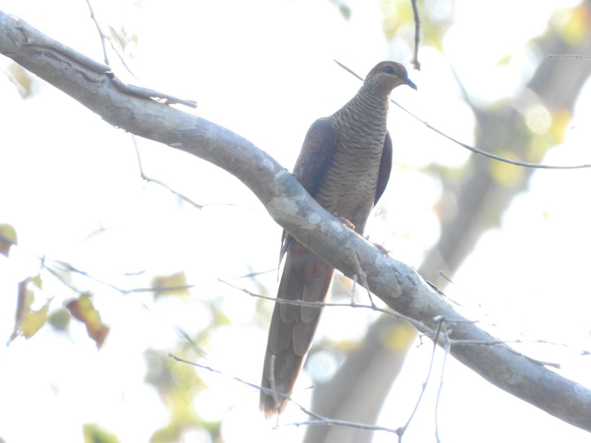 Timor Cuckoo-Dove - ML610674504