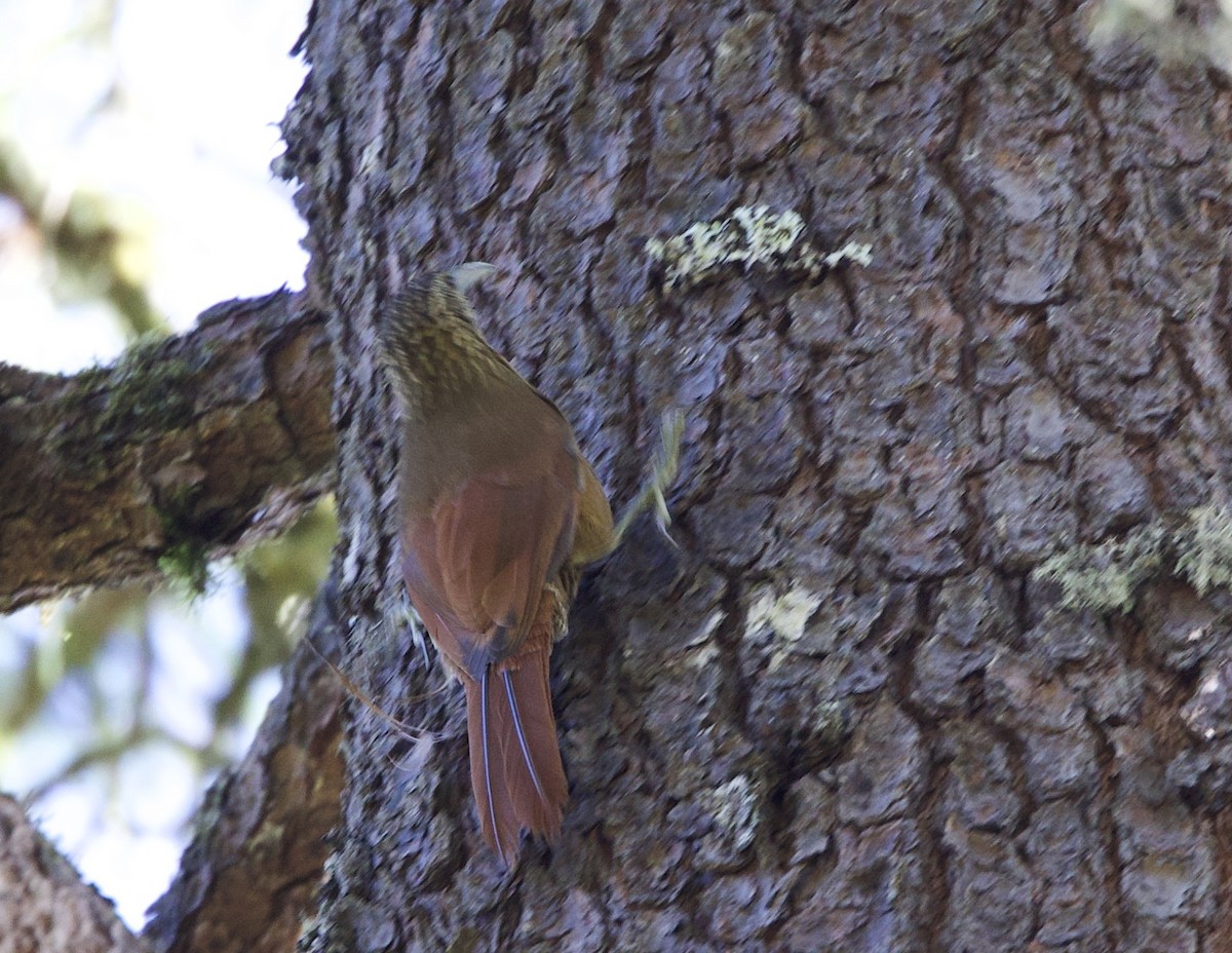 Strong-billed Woodcreeper (Central American) - Sue Flecker