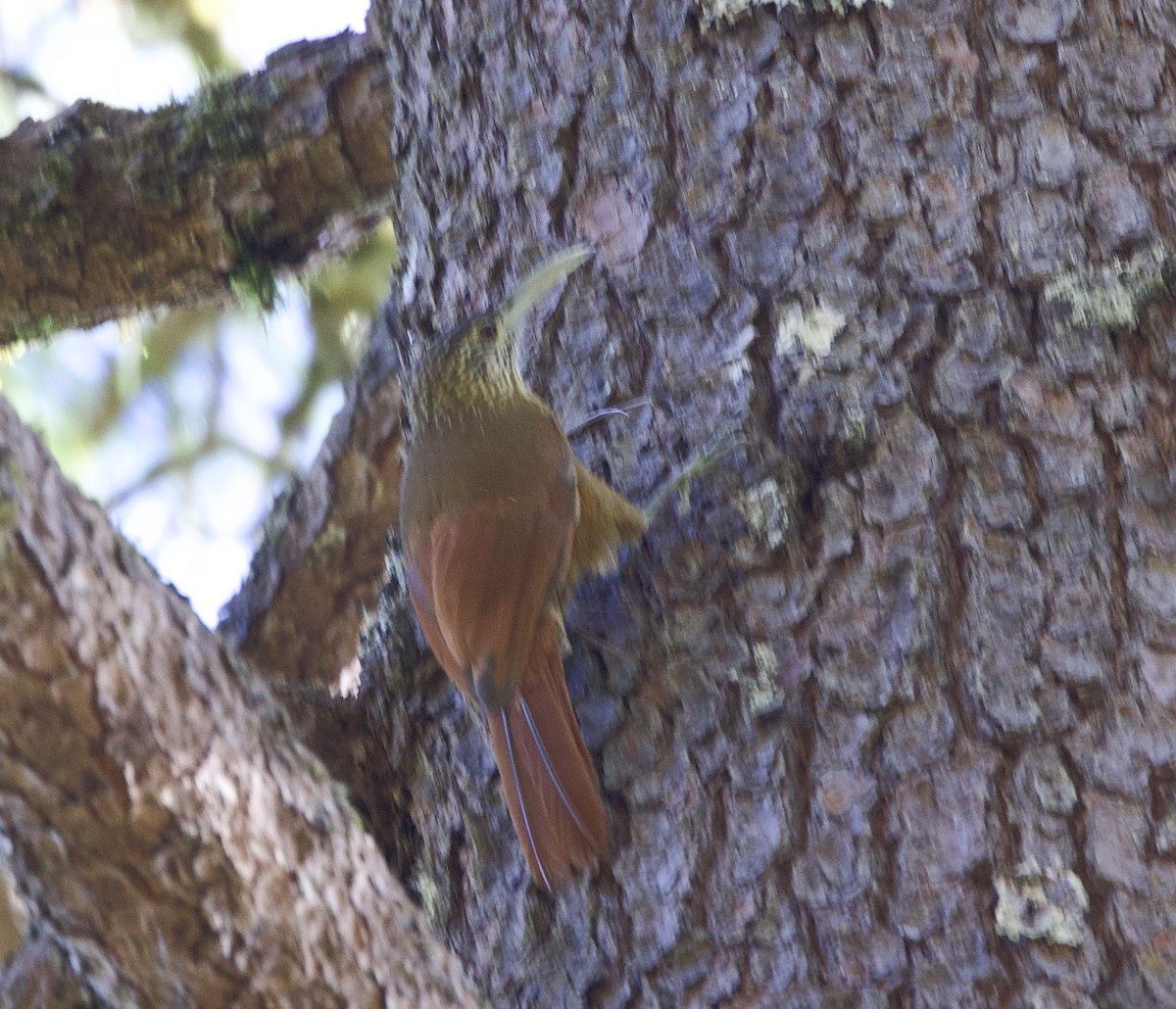 Strong-billed Woodcreeper (Central American) - ML610675043