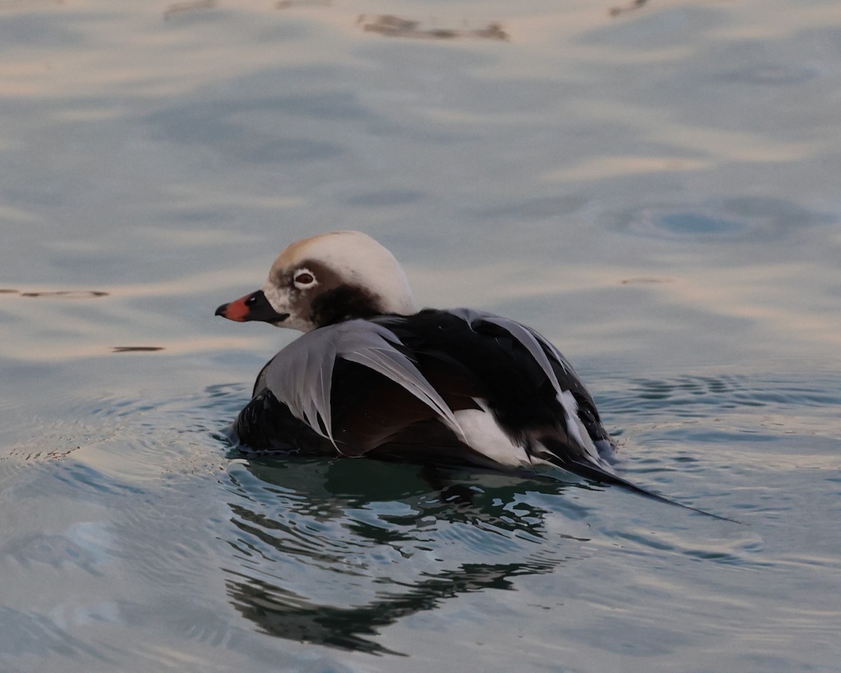 Ebird Checklist Nov Oak Creek Outlet To Lake Michigan Species