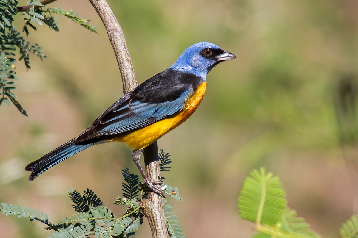 Blue-and-yellow Tanager - Andres Vasquez Noboa