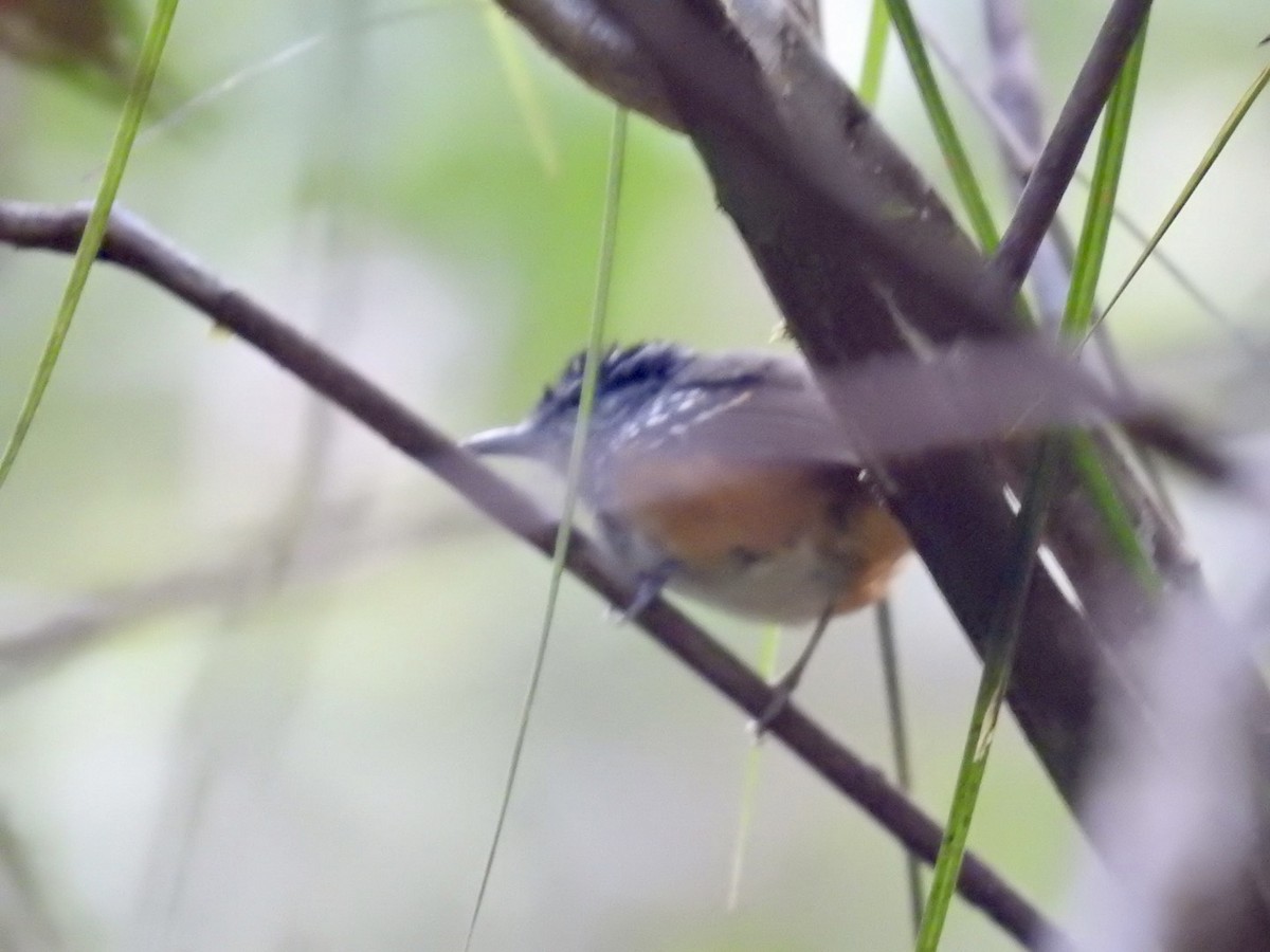 Guianan Warbling-Antbird - Nick Odio