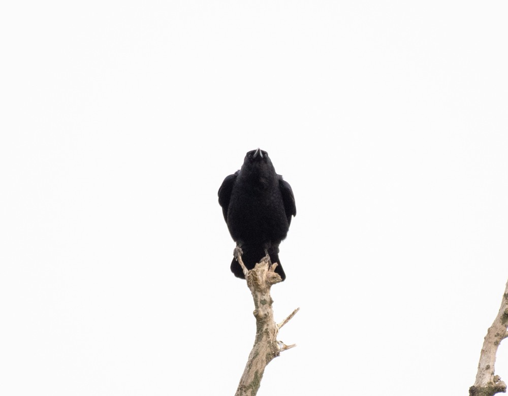 American Crow - ML610675535