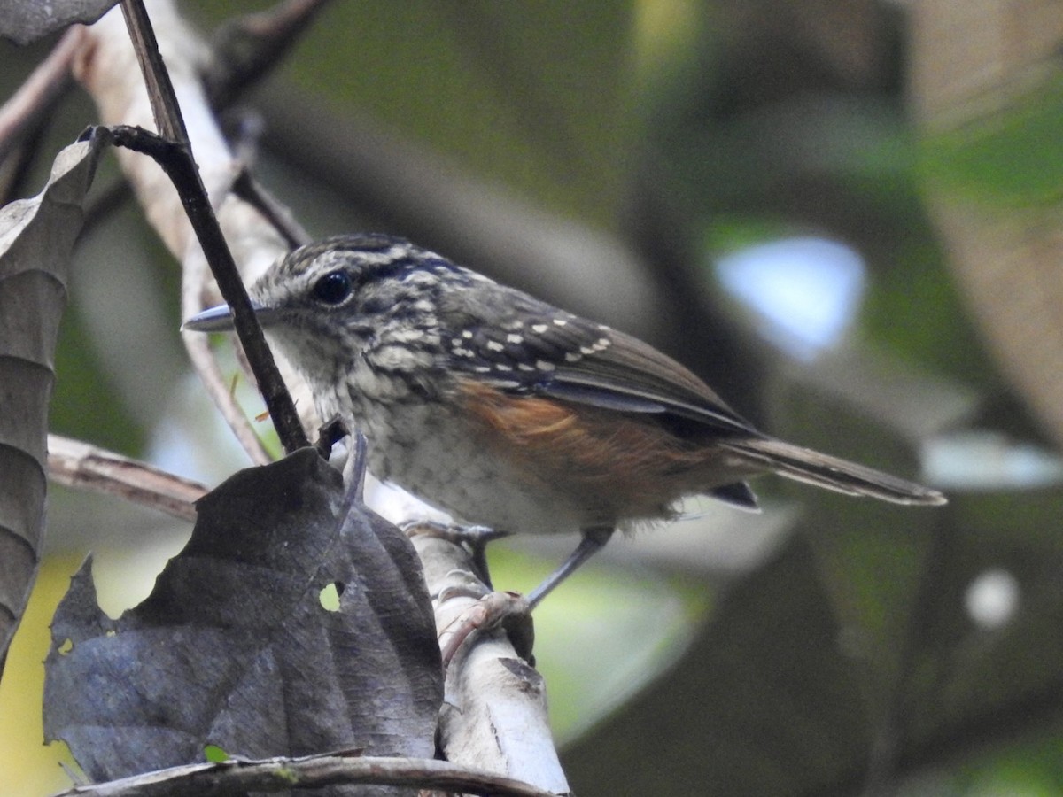 Guianan Warbling-Antbird - ML610675647