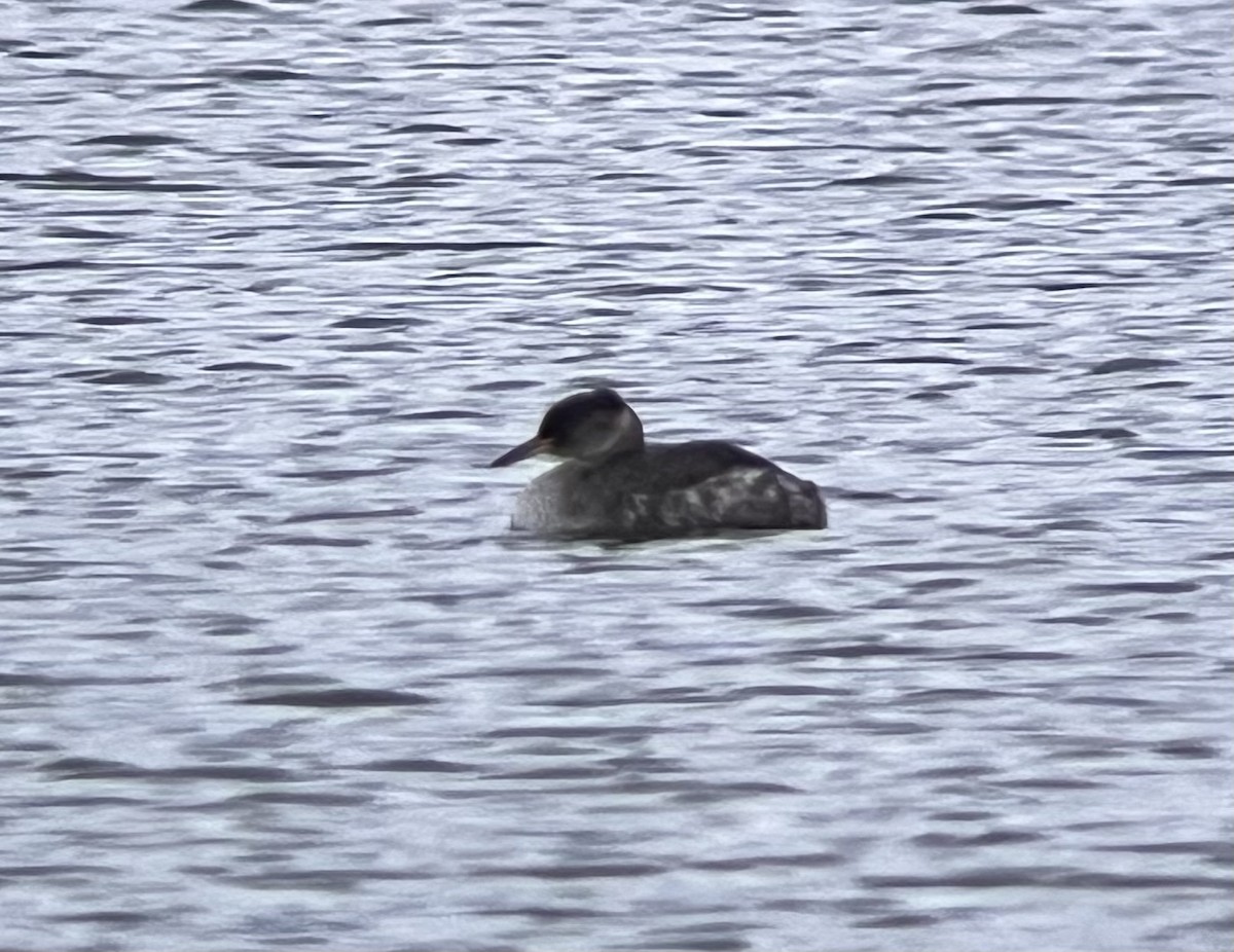 Red-necked Grebe - ML610675739