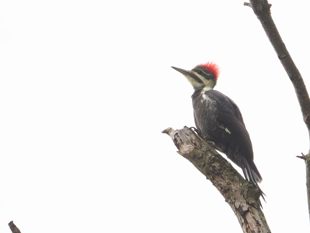 Pileated Woodpecker - ML610675828