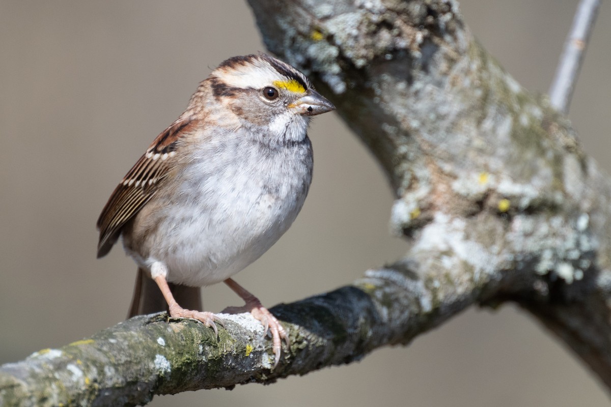 White-throated Sparrow - ML610675898