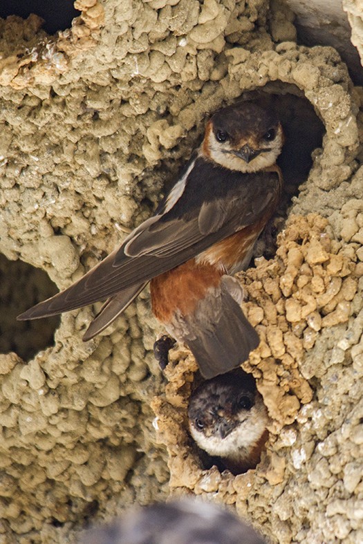 Chestnut-collared Swallow - ML610675952