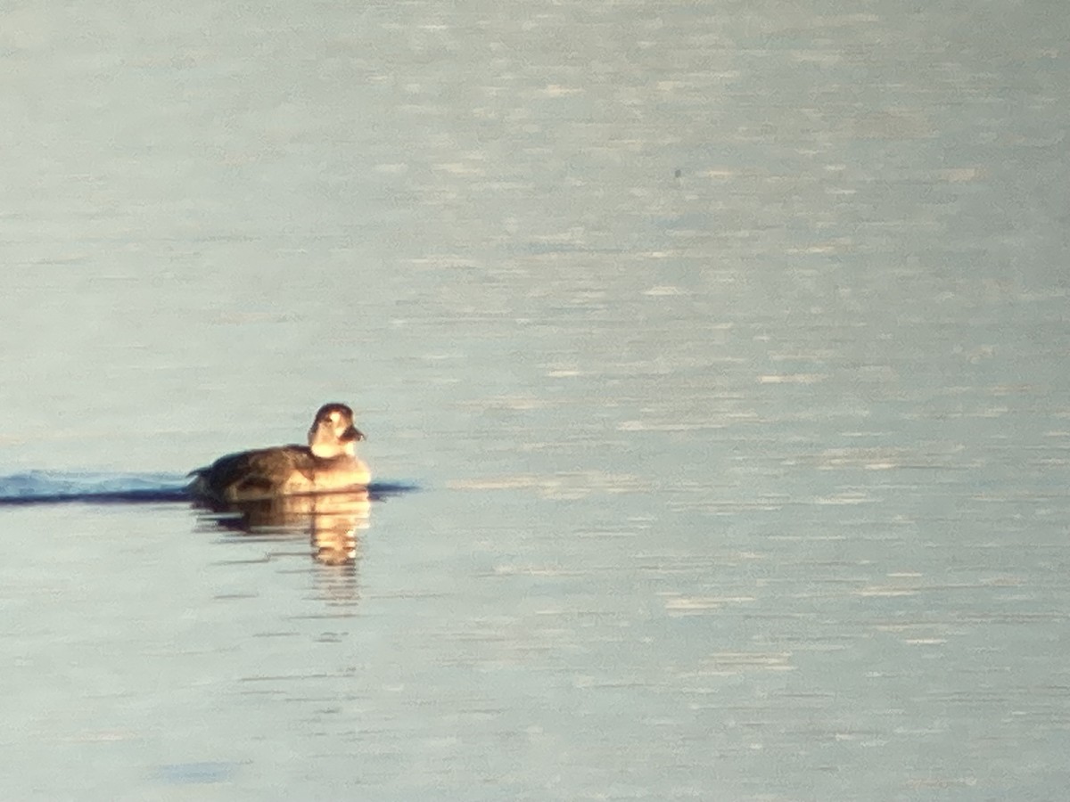 Long-tailed Duck - ML610676013