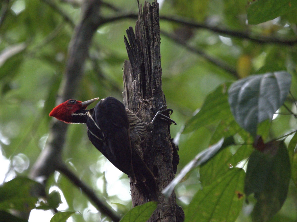 Pale-billed Woodpecker - ML610676056