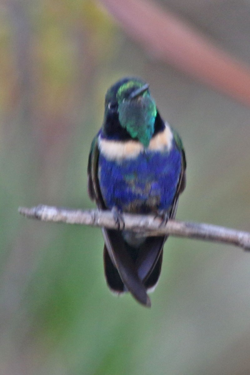 kolibřík čabrakový - ML610676160