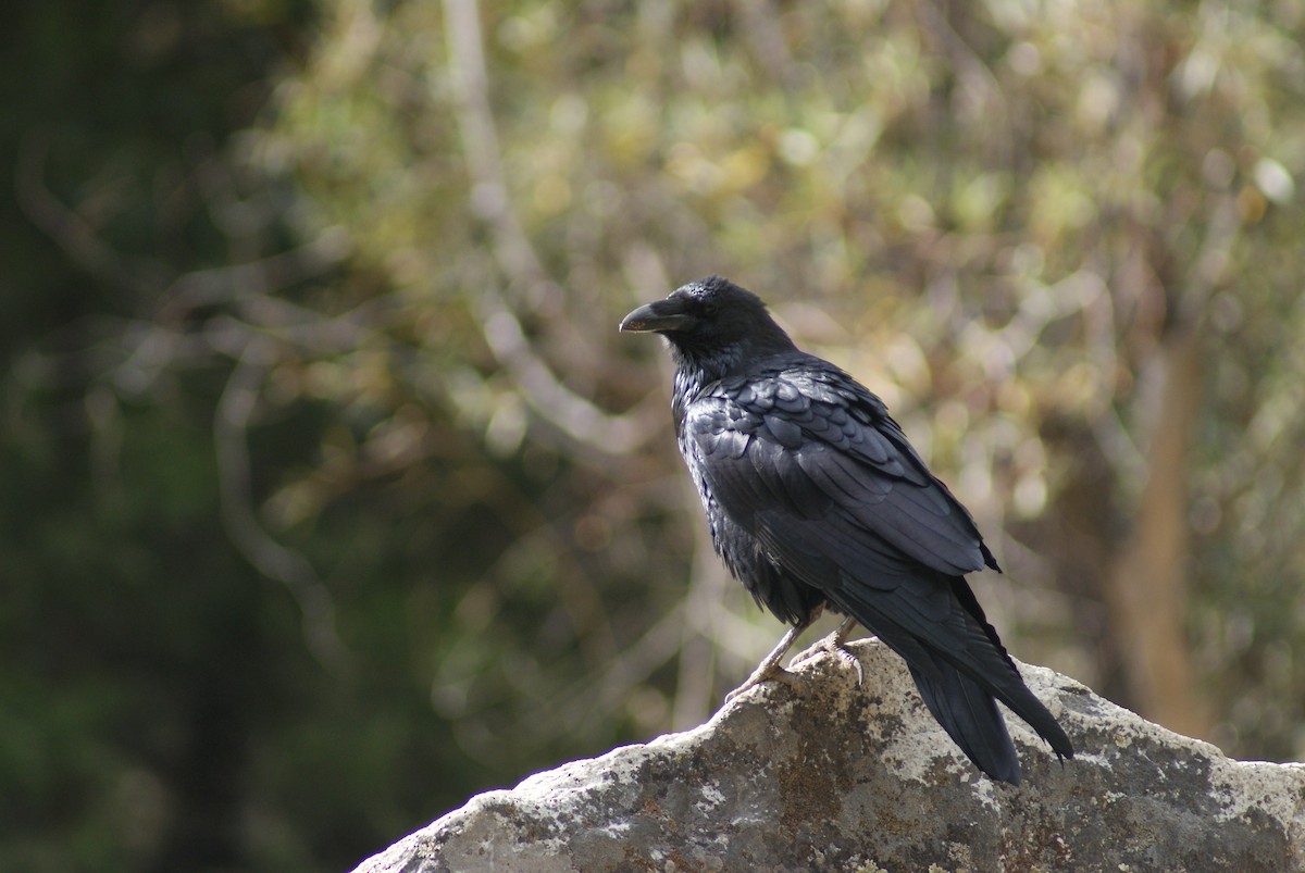 Common Raven - David Orban