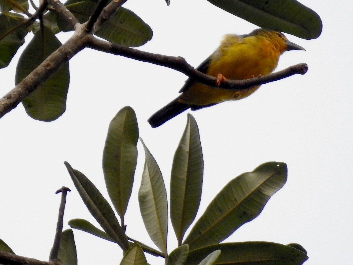 Blue-backed Tanager - ML610676384