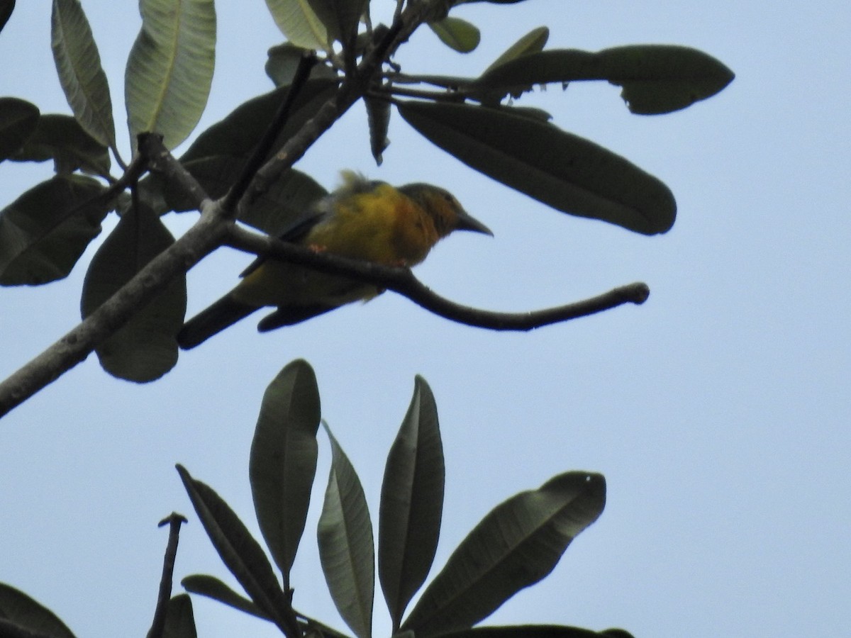 Blue-backed Tanager - ML610676385