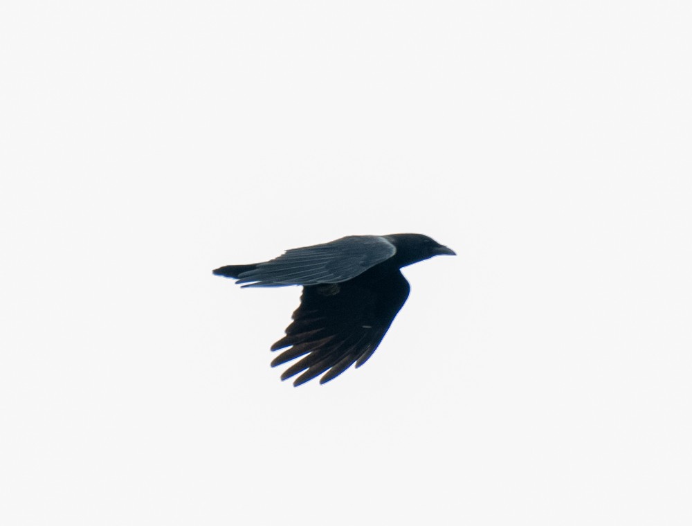 American Crow - ML610676494