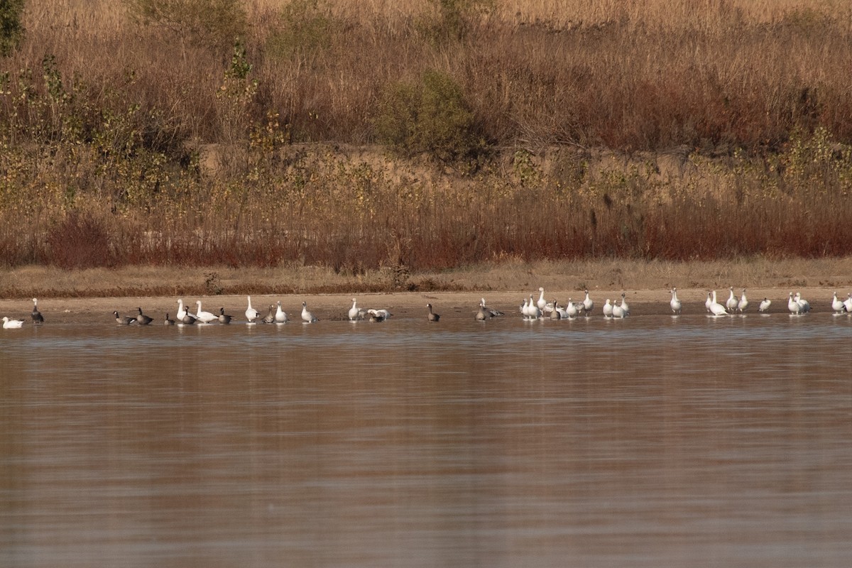 eBird Checklist 2 Nov 2023 Waconda Lake 32 species (+1 other taxa)