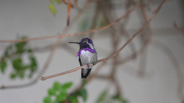 Costa's Hummingbird - ML610677041