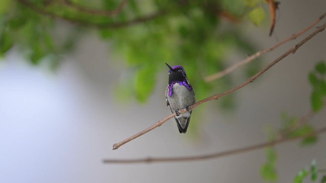Costa's Hummingbird - ML610677042